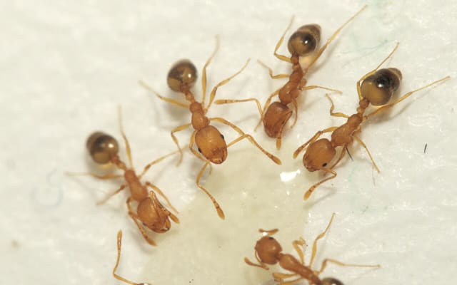 Рыжие домовые муравьи (Monomorium pharaonis)