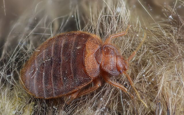 Постельный клоп (Cimex lectularius)