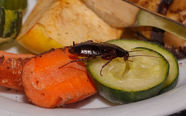 Чёрный таракан (Blatta orientalis)