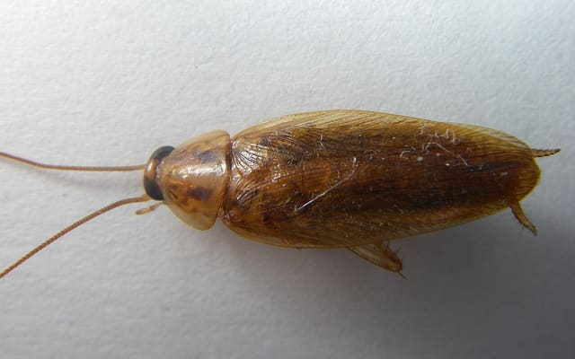 Рыжий таракан, прусак (Blattella germanica)