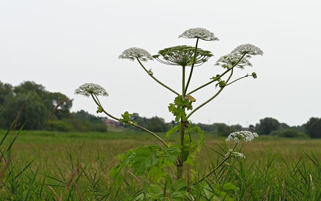 Борщевик Сосновского (Heracleum sosnowskyi)