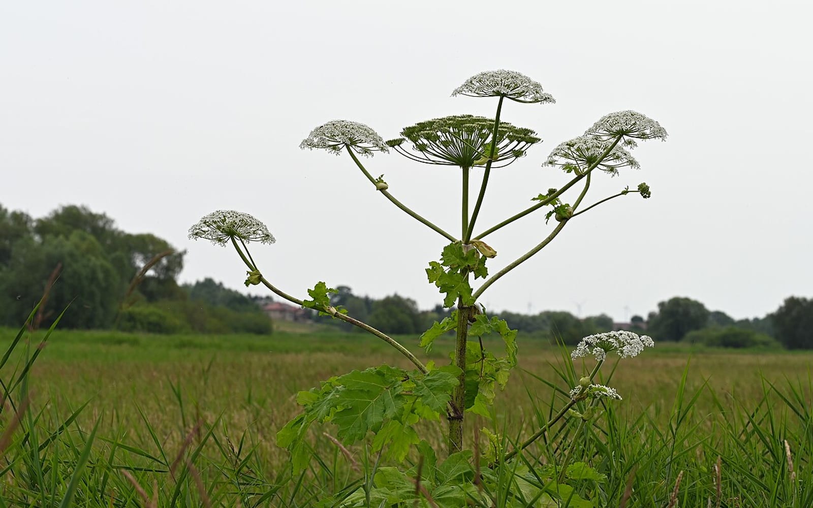 Борщевик Сосновского (Heracleum sosnowskyi)