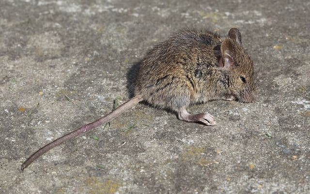 Домовая мышь (Mus musculus)