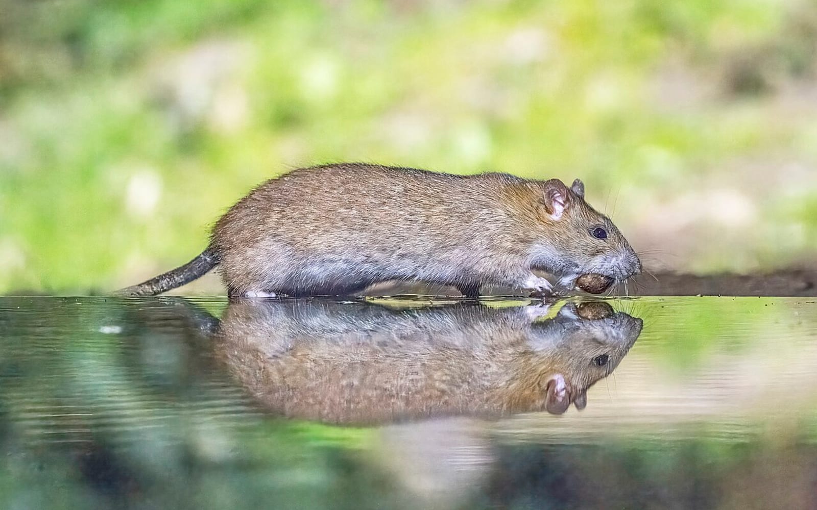 Серая крыса, пасюк (Rattus norvegicus)