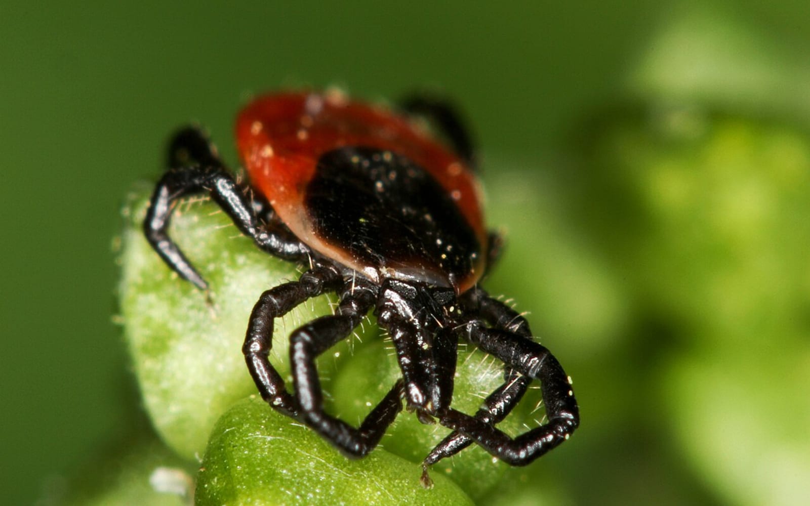 Иксодовый клещ (Ixodes ricinus)