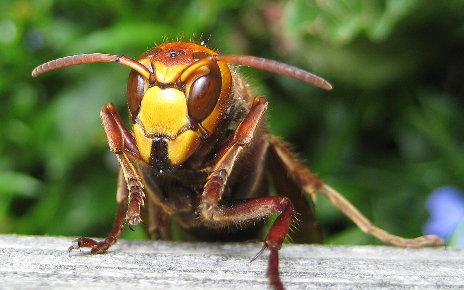 Шершень обыкновенный (Vespa crabro)